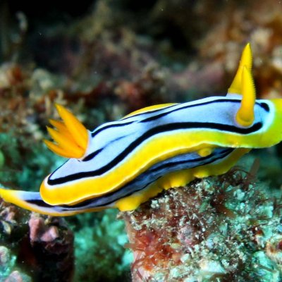 Sea slug chromodoris annae. Pic: Deb Aston